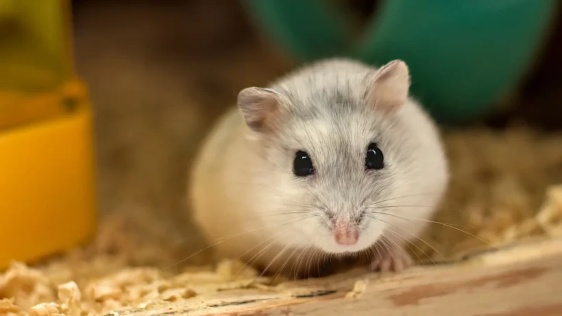 5 curiosidades del Hamster Ruso | GuiaPets