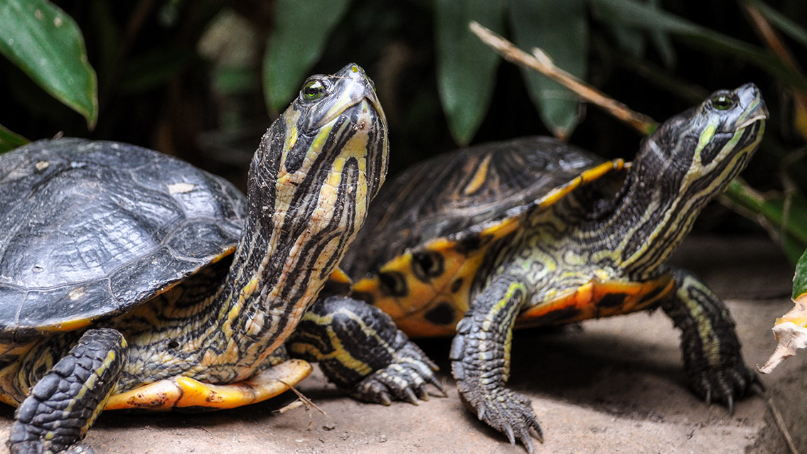 ¿Qué diferencia hay entre tortuga y galápago?